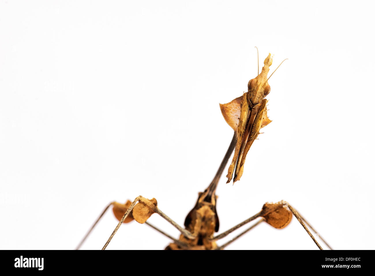 Gongylus gongylodes. Mantis de violon errant. Mantis très ornée. Mantis de rose indien Banque D'Images