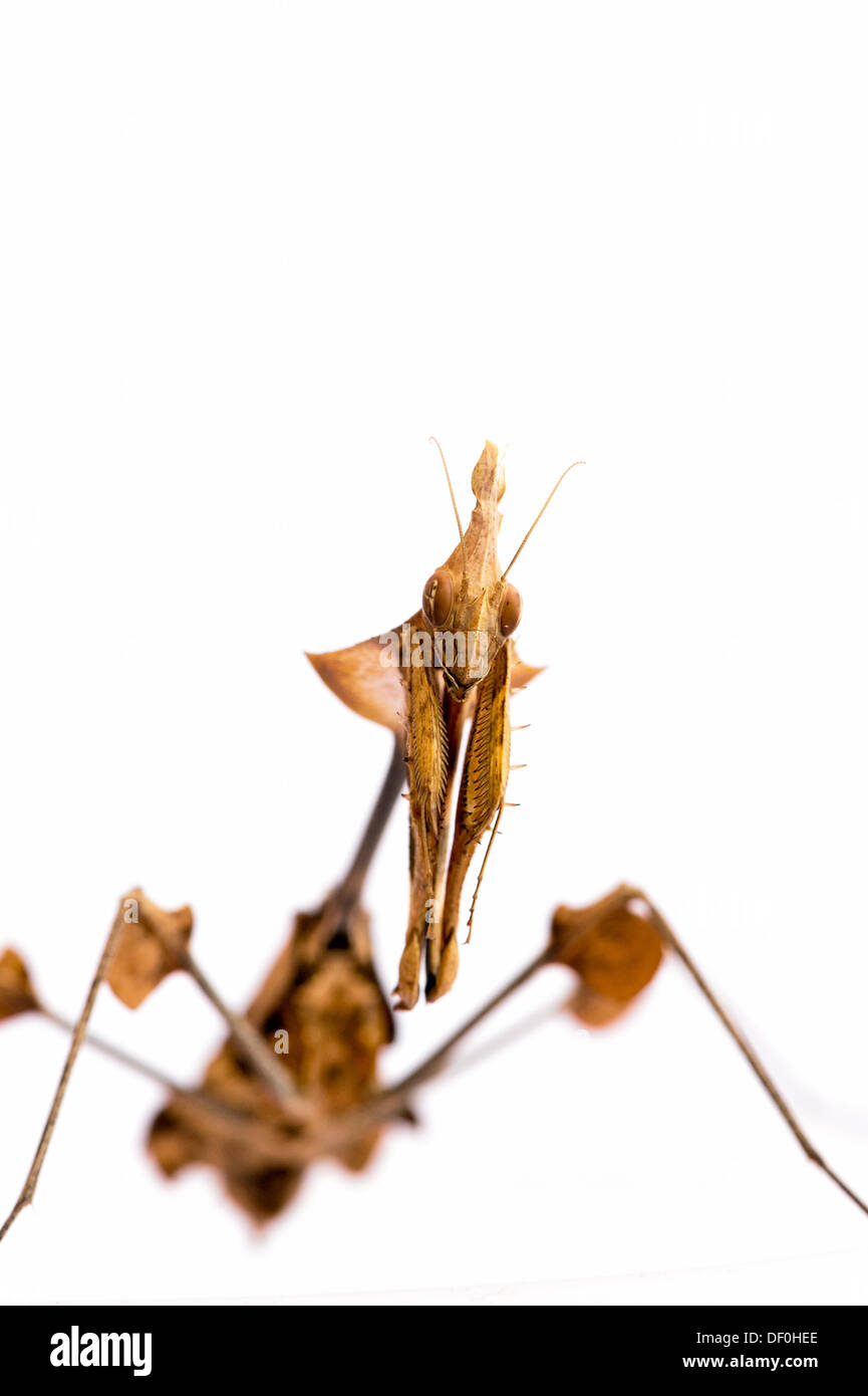 Gongylus gongylodes. Mantis de violon errant. Mantis très ornée. Mantis de rose indien Banque D'Images