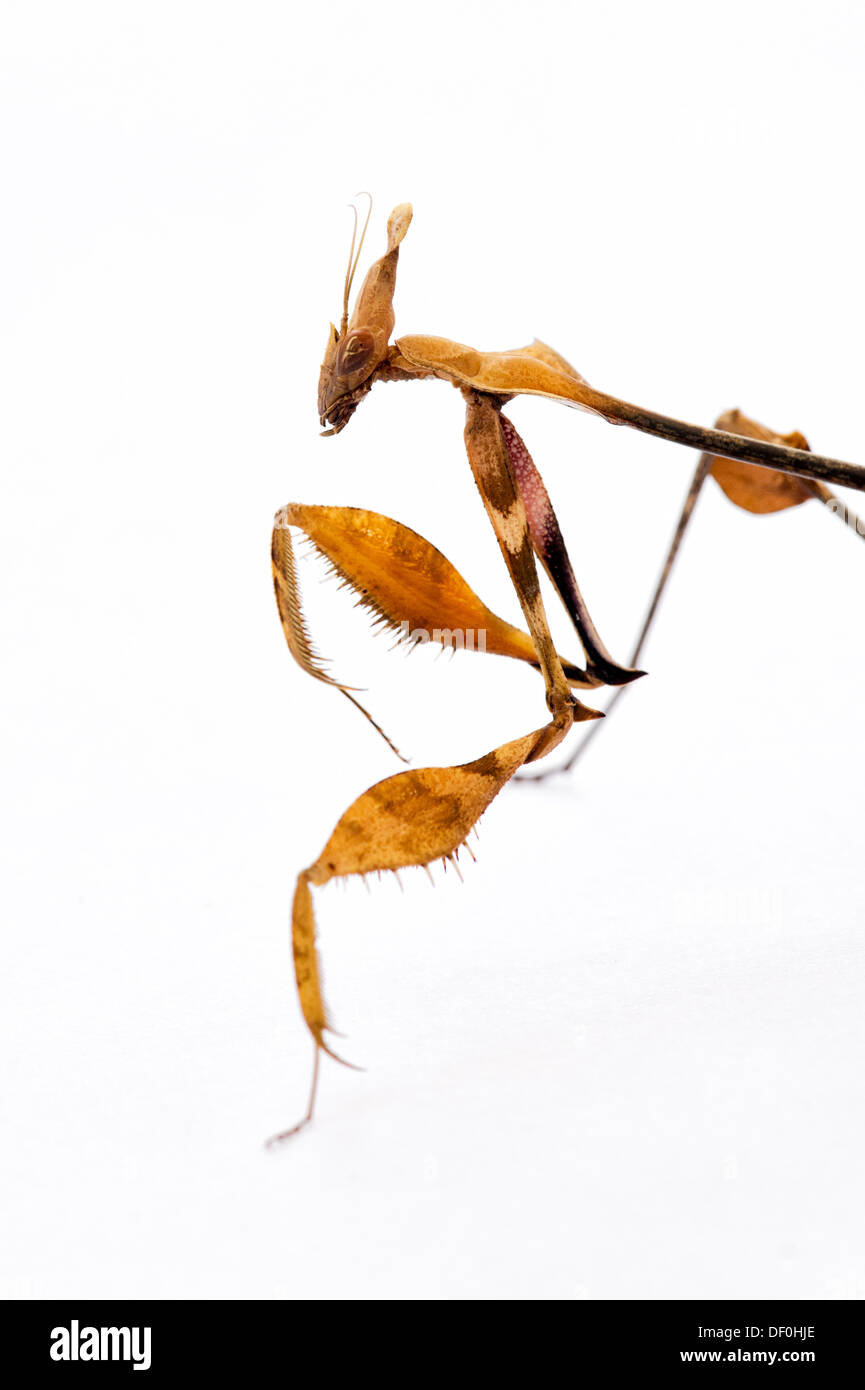 Gongylus gongylodes. Mantis de violon errant. Mantis très ornée. Mantis de rose indien Banque D'Images