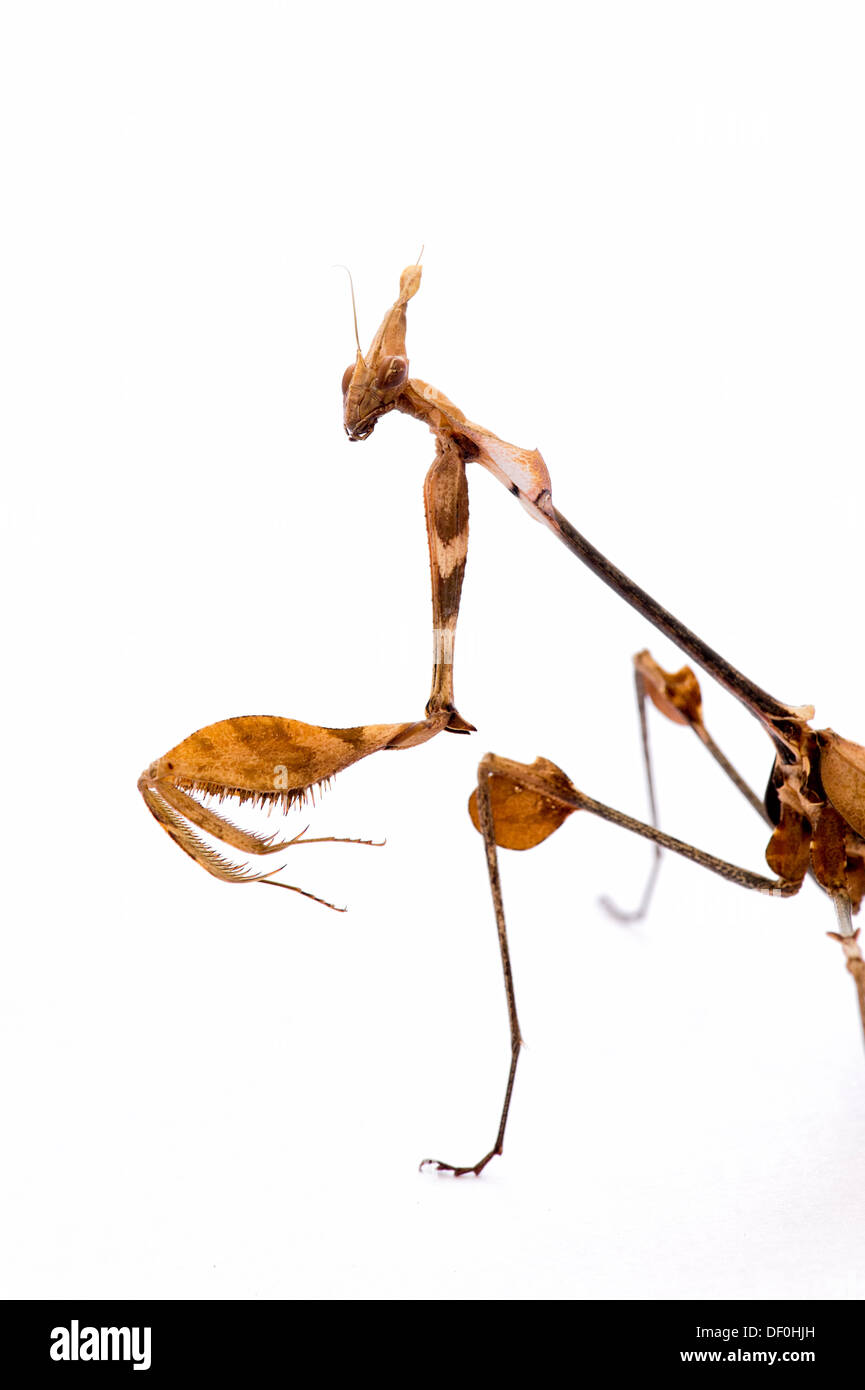 Gongylus gongylodes. Mantis de violon errant. Mantis très ornée. Mantis de rose indien Banque D'Images