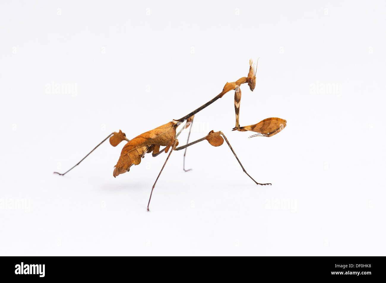 Gongylus gongylodes. Mantis de violon errant. Mantis très ornée. Mantis de rose indien Banque D'Images