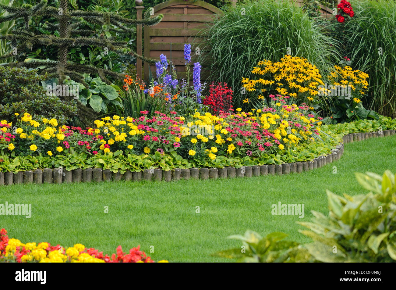 Les œillets d'Inde (Tagetes), (Les zinnias zinnia), larkspurs (delphinium) et le cône fleurs (Rudbeckia) Banque D'Images