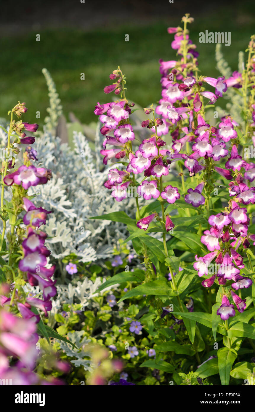 Hartweg's beard timon (penstemon hartwegii 'Phoenix' lavande) Banque D'Images