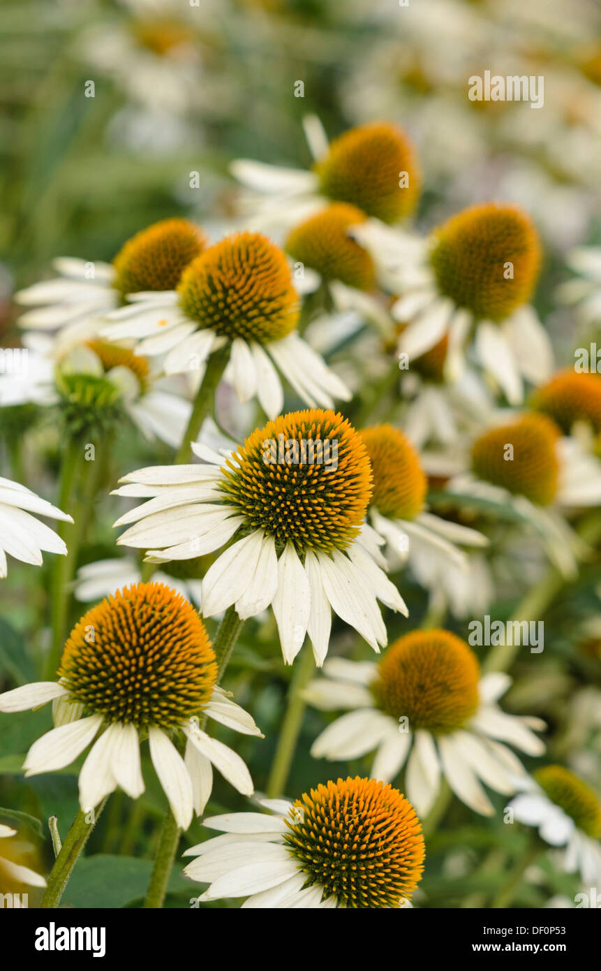 Pourpre (Echinacea purpurea 'white swan') Banque D'Images