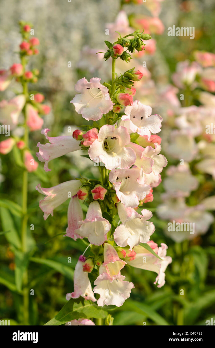 Hartweg's beard timon (penstemon hartwegii 'apple blossom') Banque D'Images