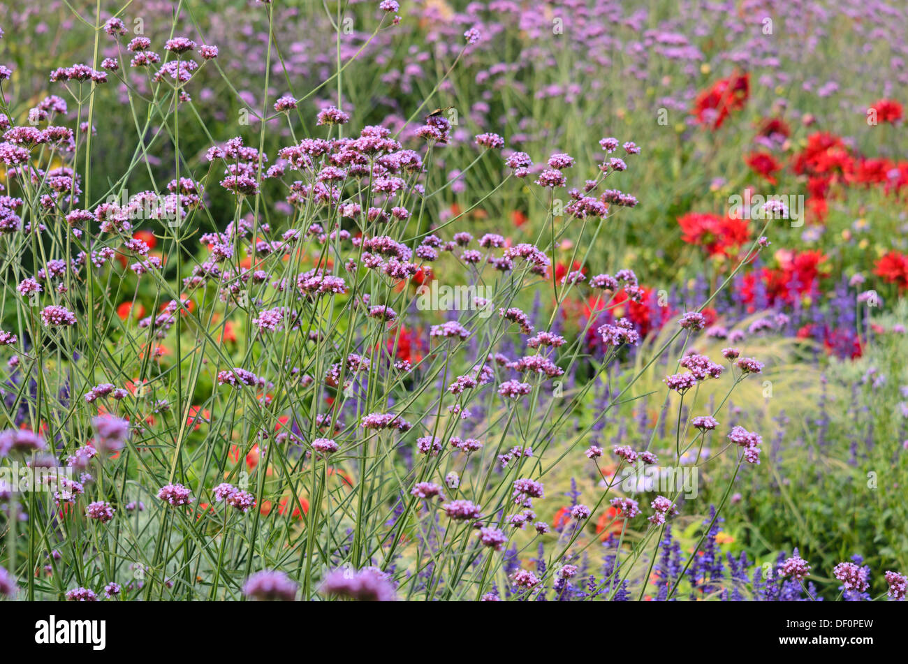 Purpletop verveine (Verbena bonariensis) Banque D'Images