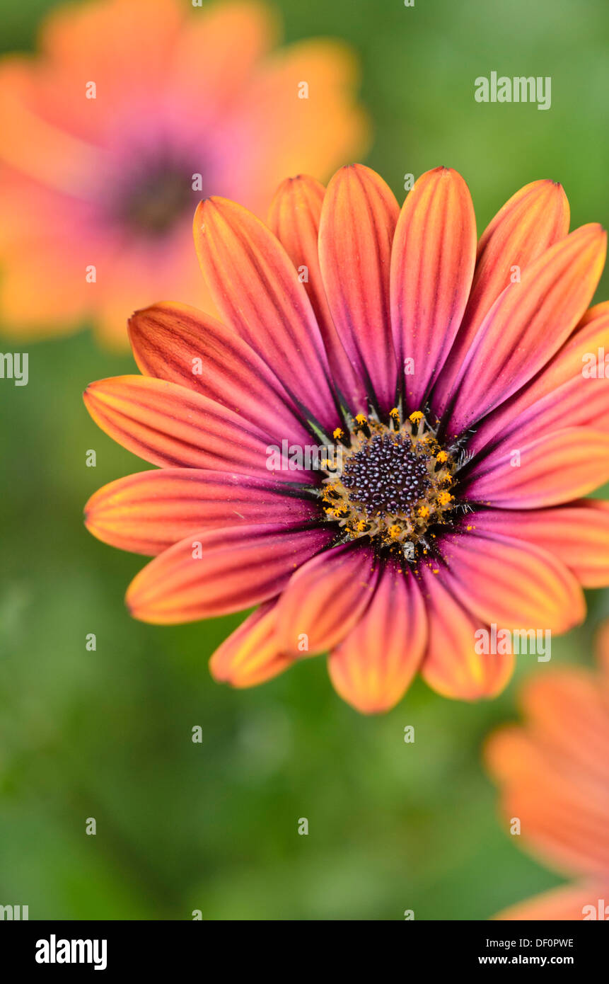 Cape marguerite (Osteospermum ecklonis syn. dimorphotheca ecklonis) Banque D'Images Cape marguerite (Osteospermum ecklonis syn. dimorphotheca ecklonis) Banque D'Images