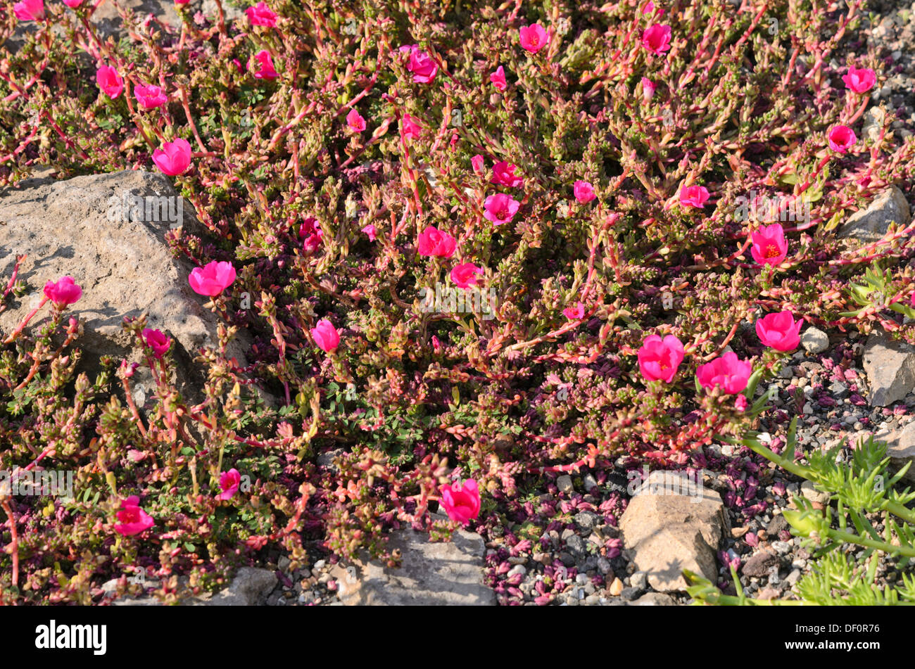 Le pourpier (portulaca gilliesii) Banque D'Images