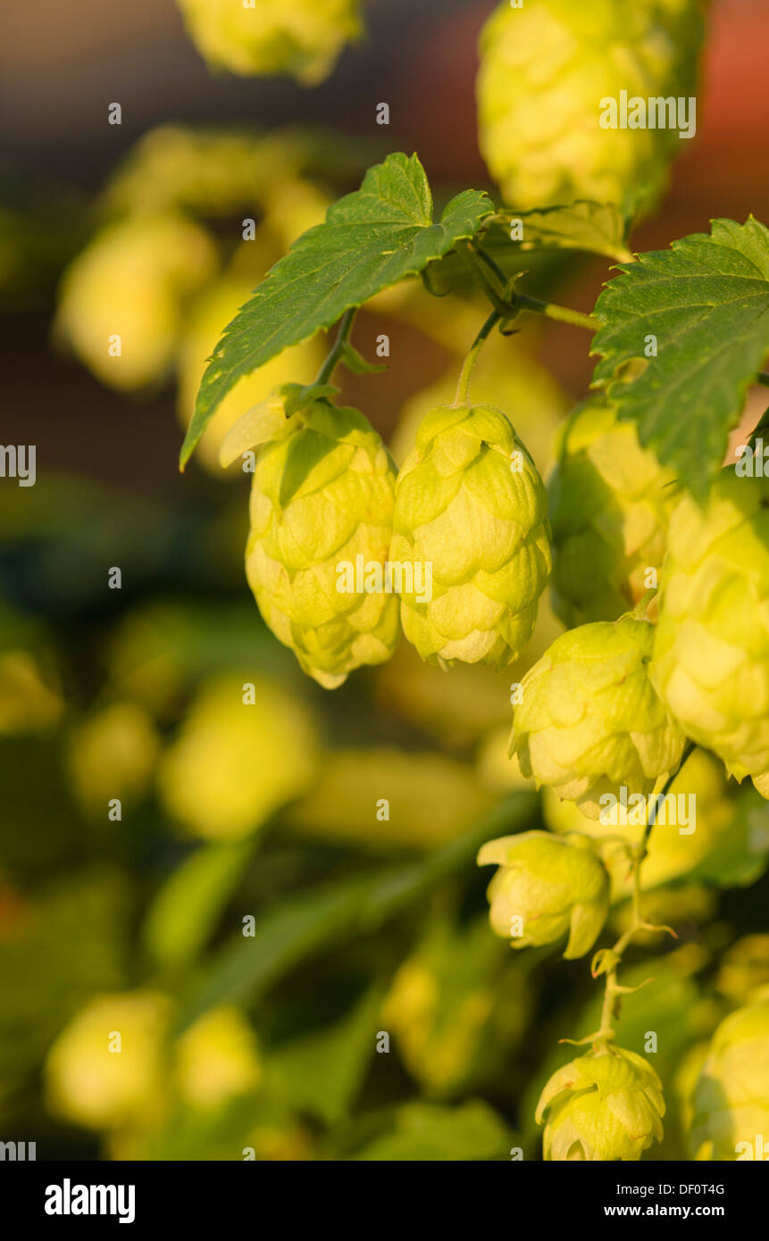 Les houblon (humulus lupulus) Banque D'Images