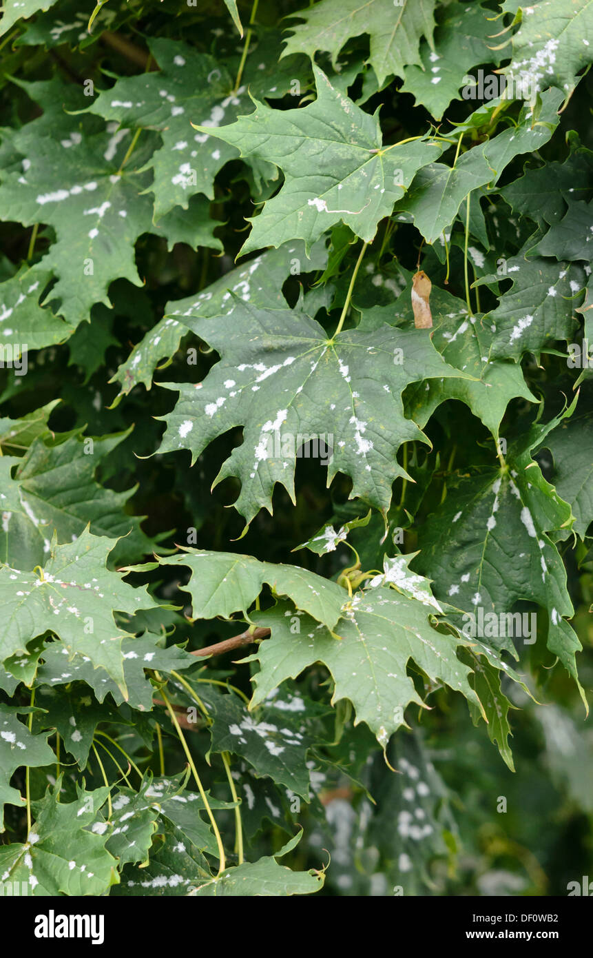 Érable de Norvège (Acer platanoides) par la moisissure Banque D'Images