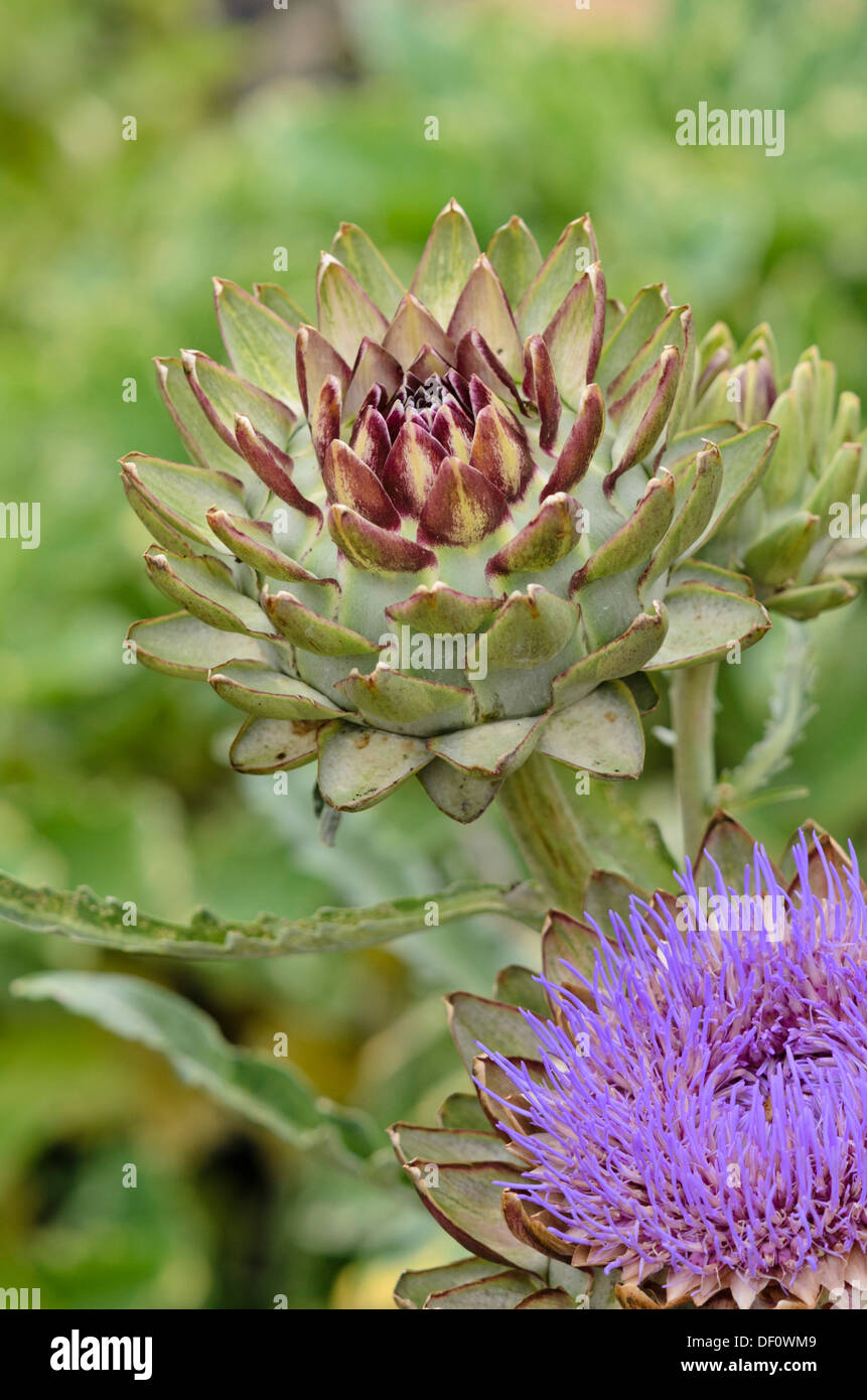 Artichaut (Cynara cardunculus 'green globe' syn. cynara scolymus 'green globe') Banque D'Images