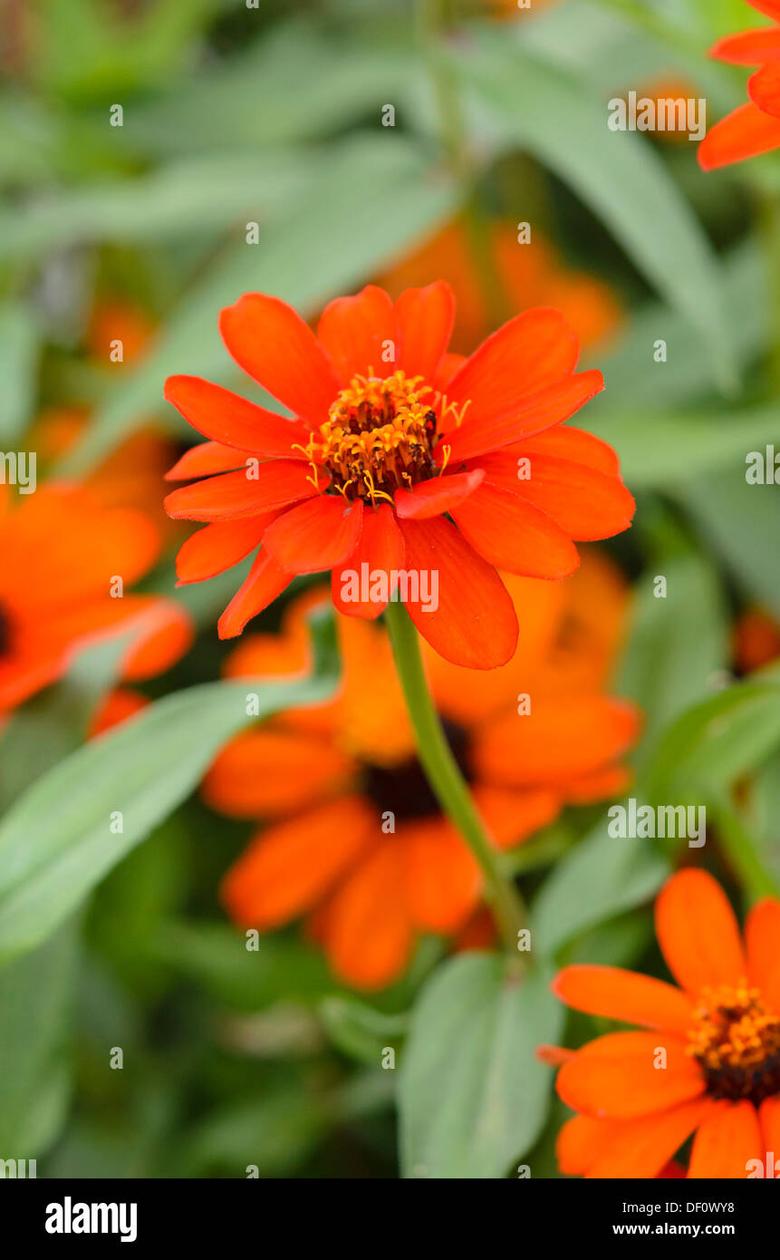 (Narrowleaf zinnia Zinnia angustifolia 'Profusion orange') Banque D'Images
