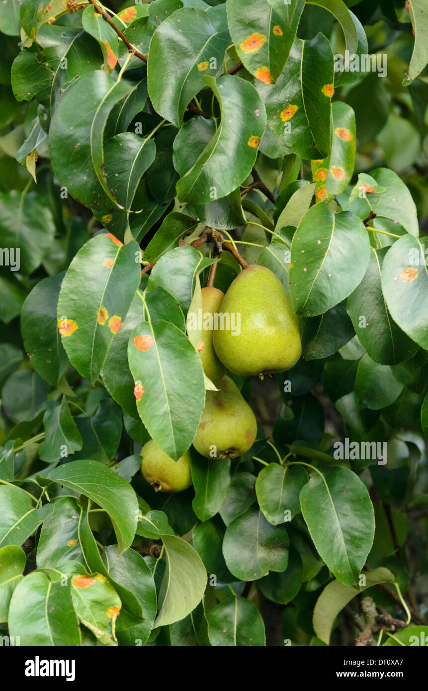 Poirier commun (Pyrus communis) et la poire (rouille Gymnosporangium fuscum gymnosporangium sabinae) syn. Banque D'Images