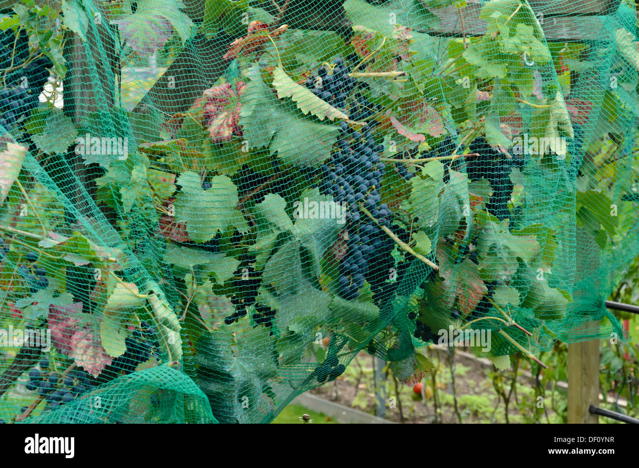 Vigne (Vitis vinifera) avec net d'oiseaux Banque D'Images