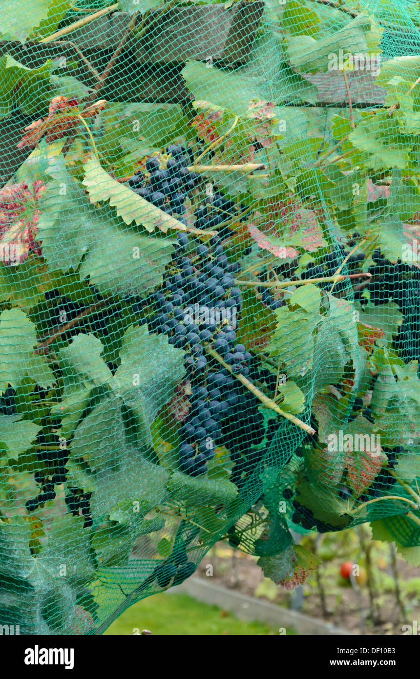 Vigne (Vitis vinifera) avec net d'oiseaux Banque D'Images