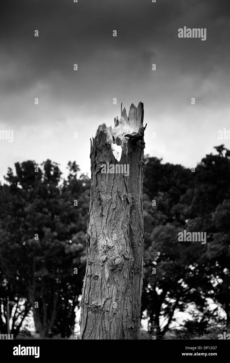Tronc d'arbre cassé noir et blanc, des nuages sombres Banque D'Images