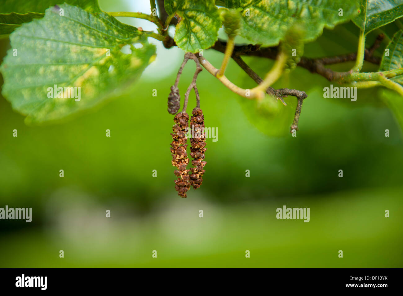 Tree bud close up, le vert des feuilles, brindilles, branches Banque D'Images