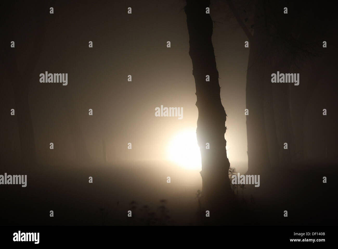 Grossziethen, Allemagne, la circulation automobile sur une route de campagne de nuit et dans le brouillard Banque D'Images