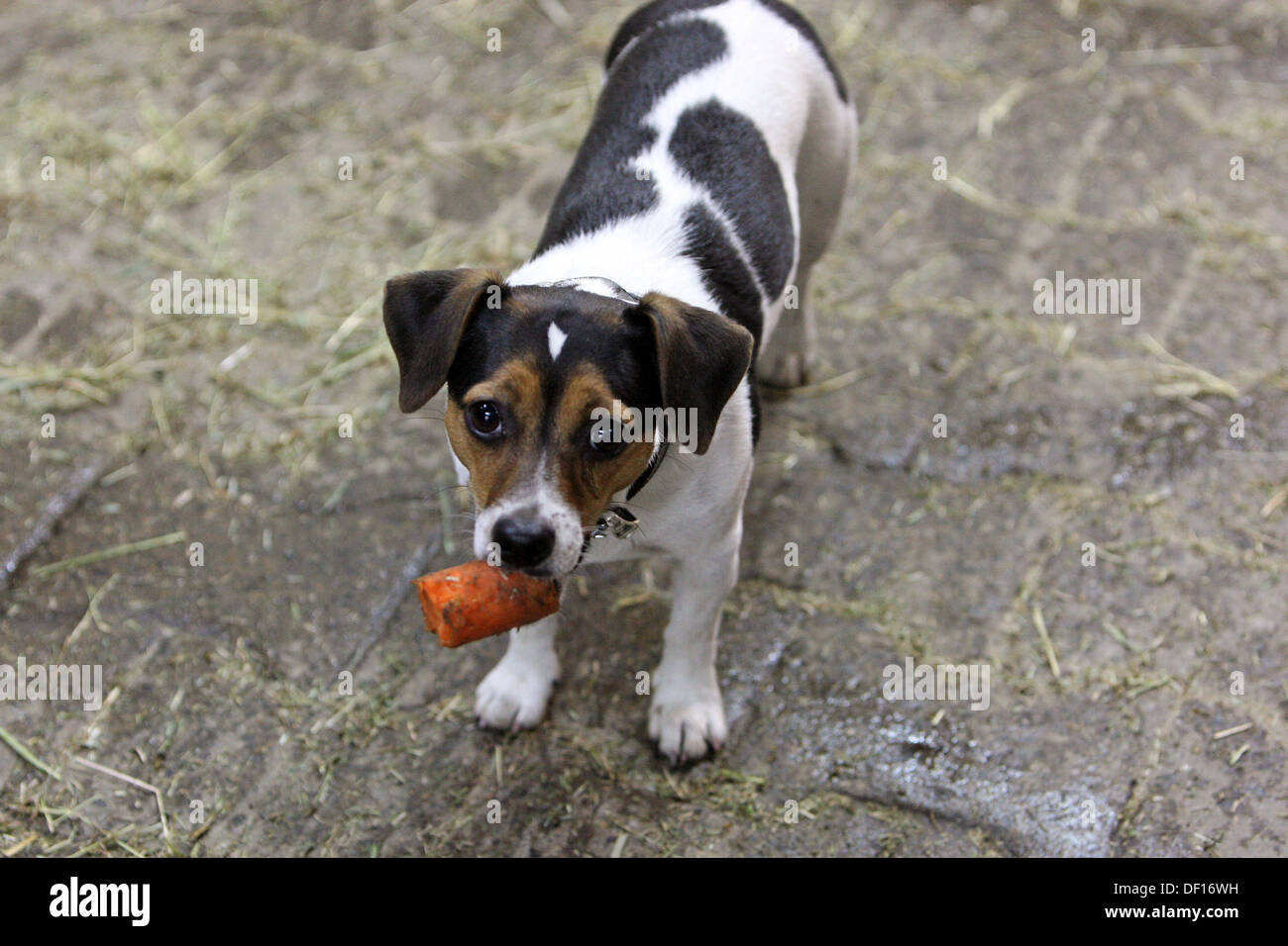 Berlin, Allemagne, le chien a un morceau de carotte dans la bouche Banque D'Images