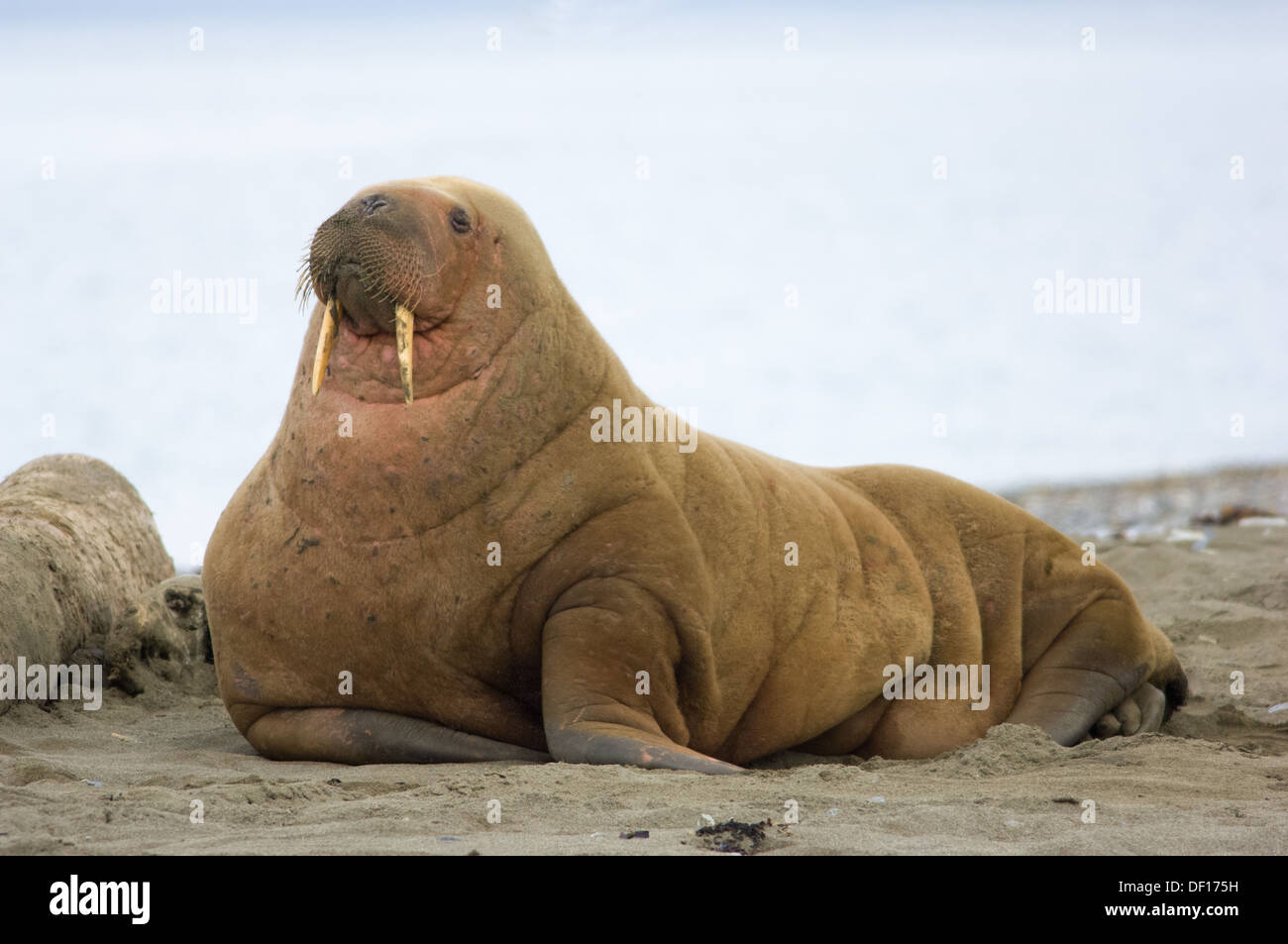 Le morse (Odobenus rosmarus) sur la plage de Prins Karls Forland, au large de l'archipel de Svalbard, Spitzberg, Norvège Banque D'Images