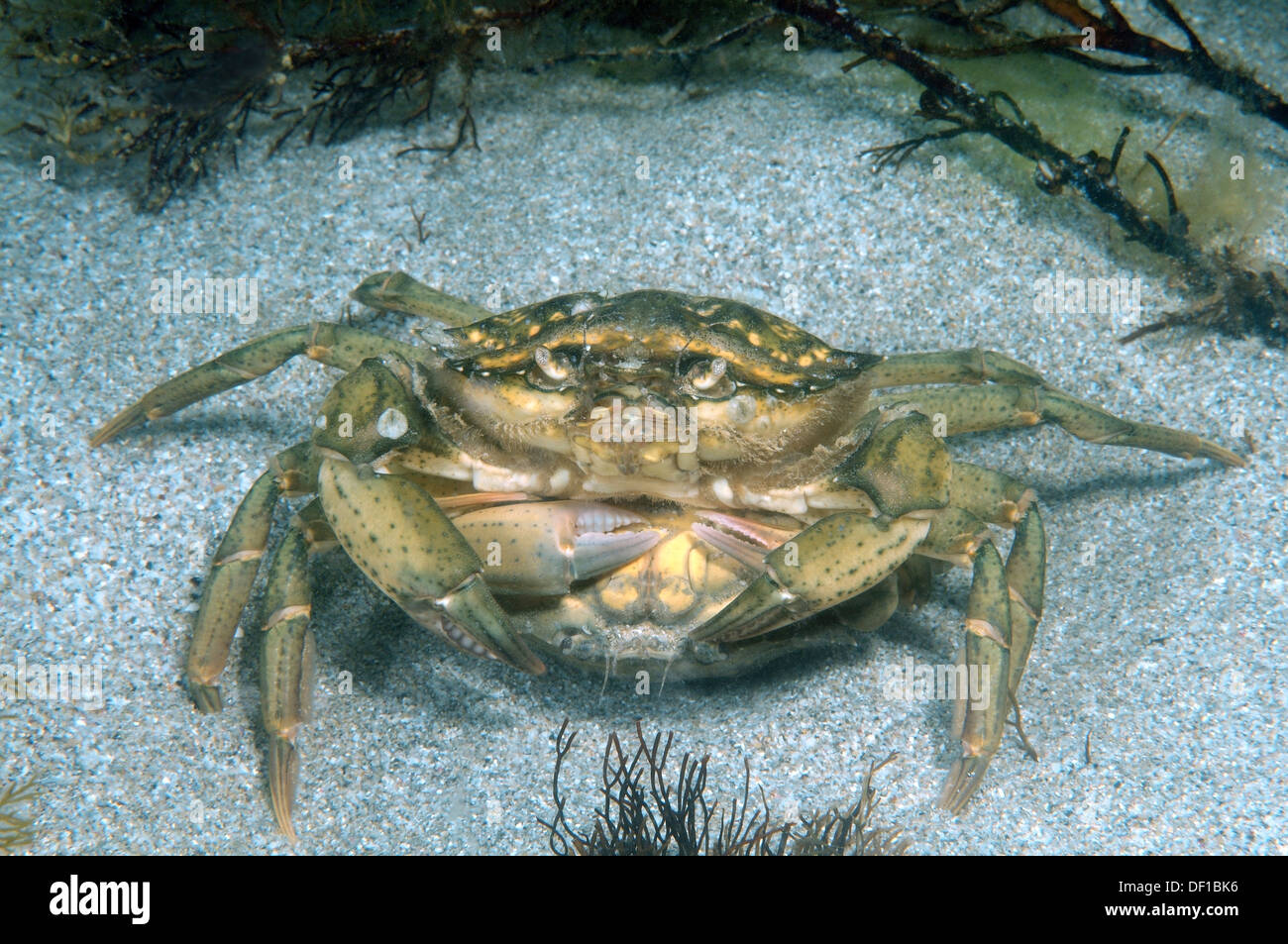 Crabe vert (Carcinus mediterraneus) cour. La mer Noire, la Crimée, l'Ukraine, l'Europe de l'Est Banque D'Images