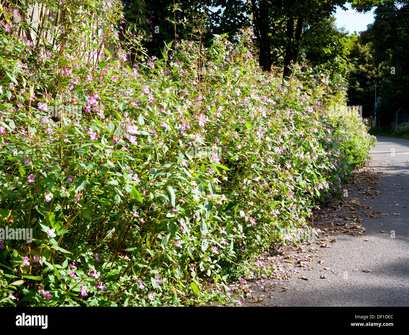 Balsamine de l'Himalaya (Impatiens glandulifera) en fleurs. Banque D'Images