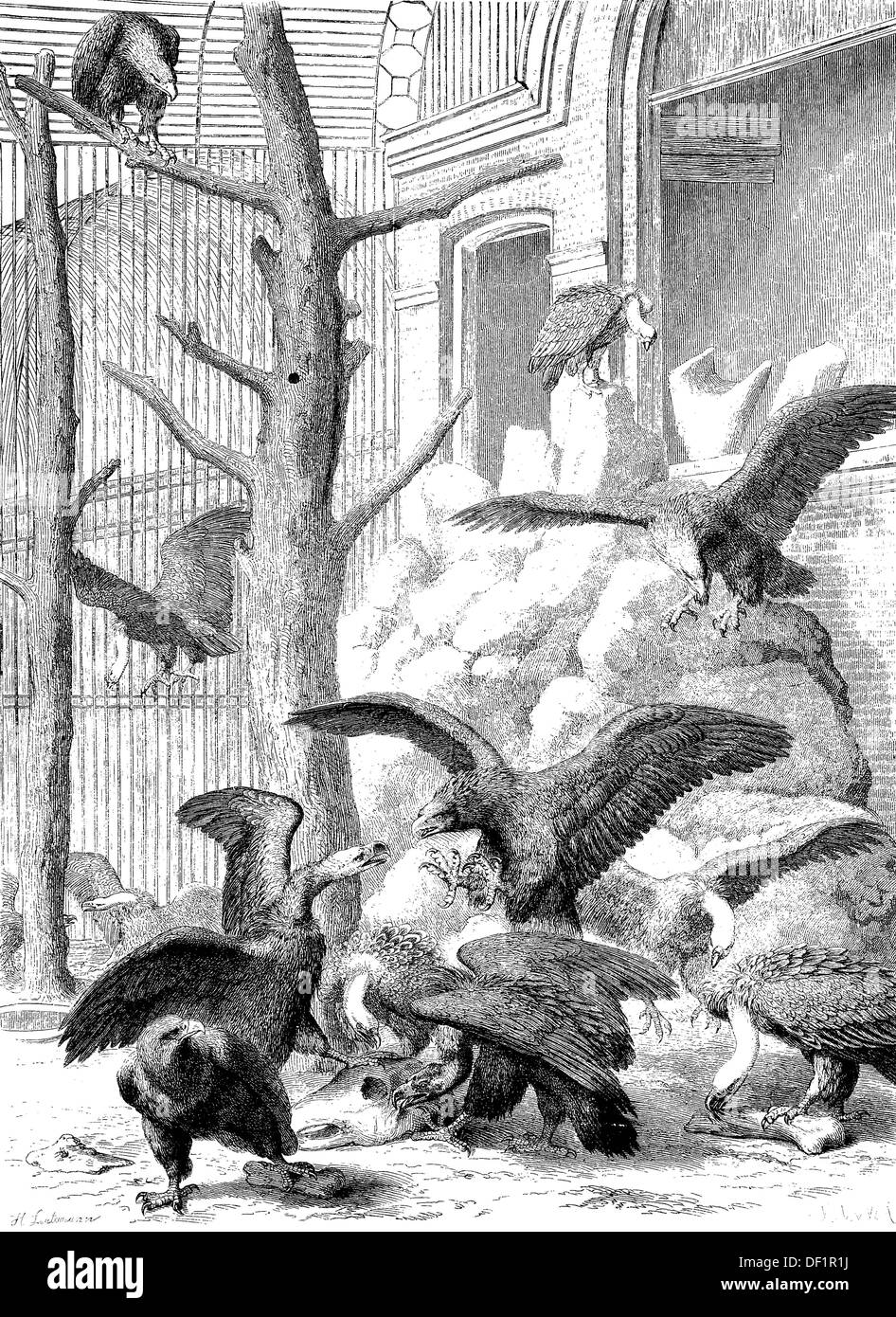 Oiseaux de volière dans le Zoo de Hambourg, gravure sur bois de 1864 Banque D'Images