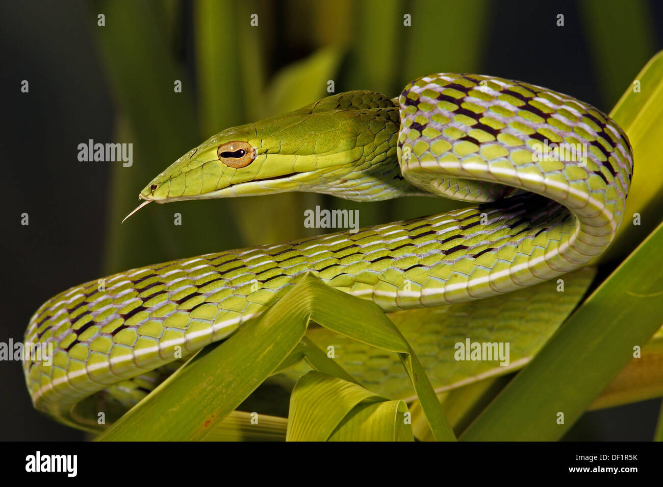 Arbre long bec (serpents Ahaetulla prasinus), Banque D'Images