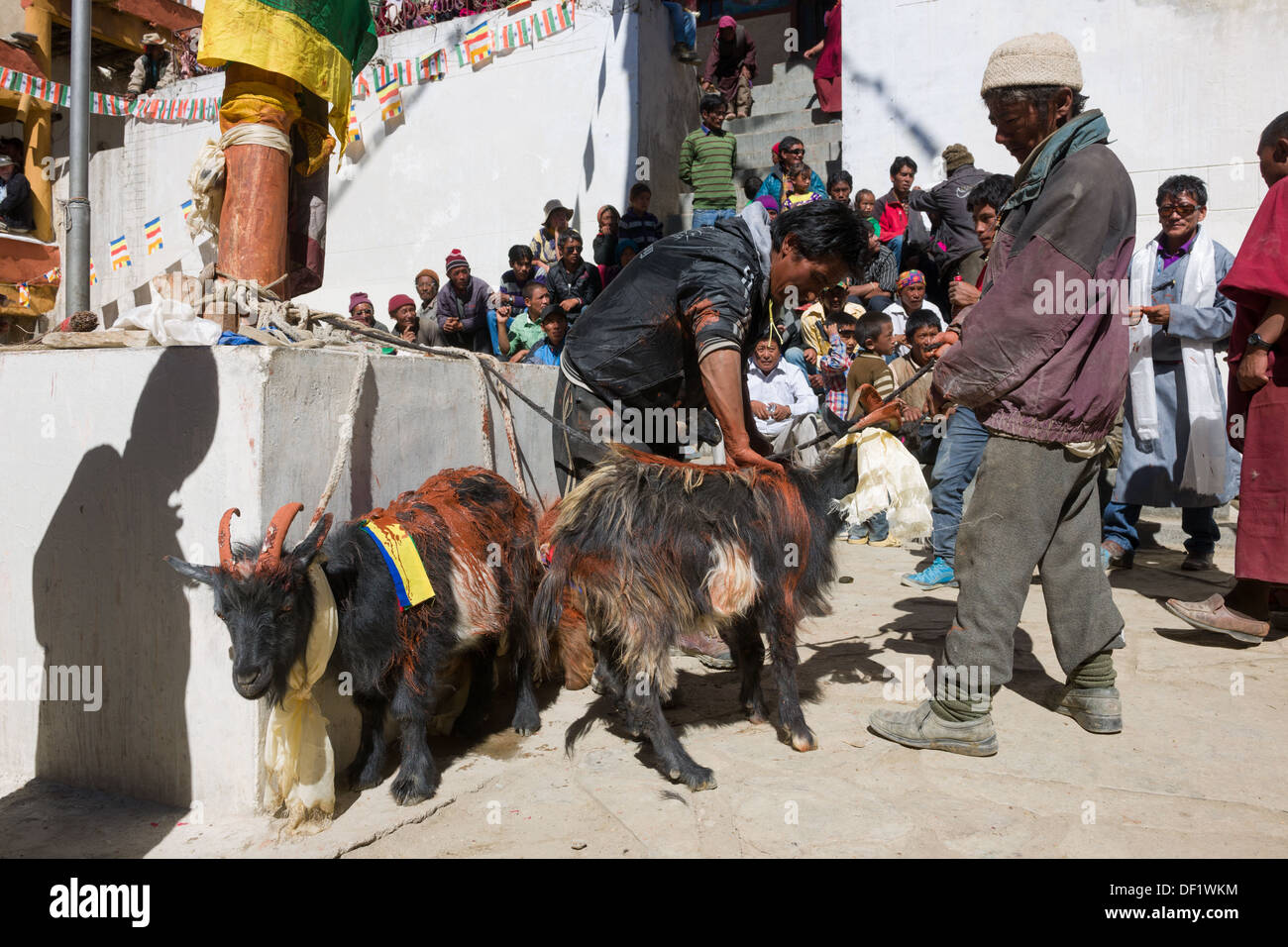 La préparation de chèvres pour sacrifice rituel et la libération, au cours de l'Korzok Tsomoriri Gustor festival, Lake, (Ladakh) Jammu-et-Cachemire, l'Inde Banque D'Images