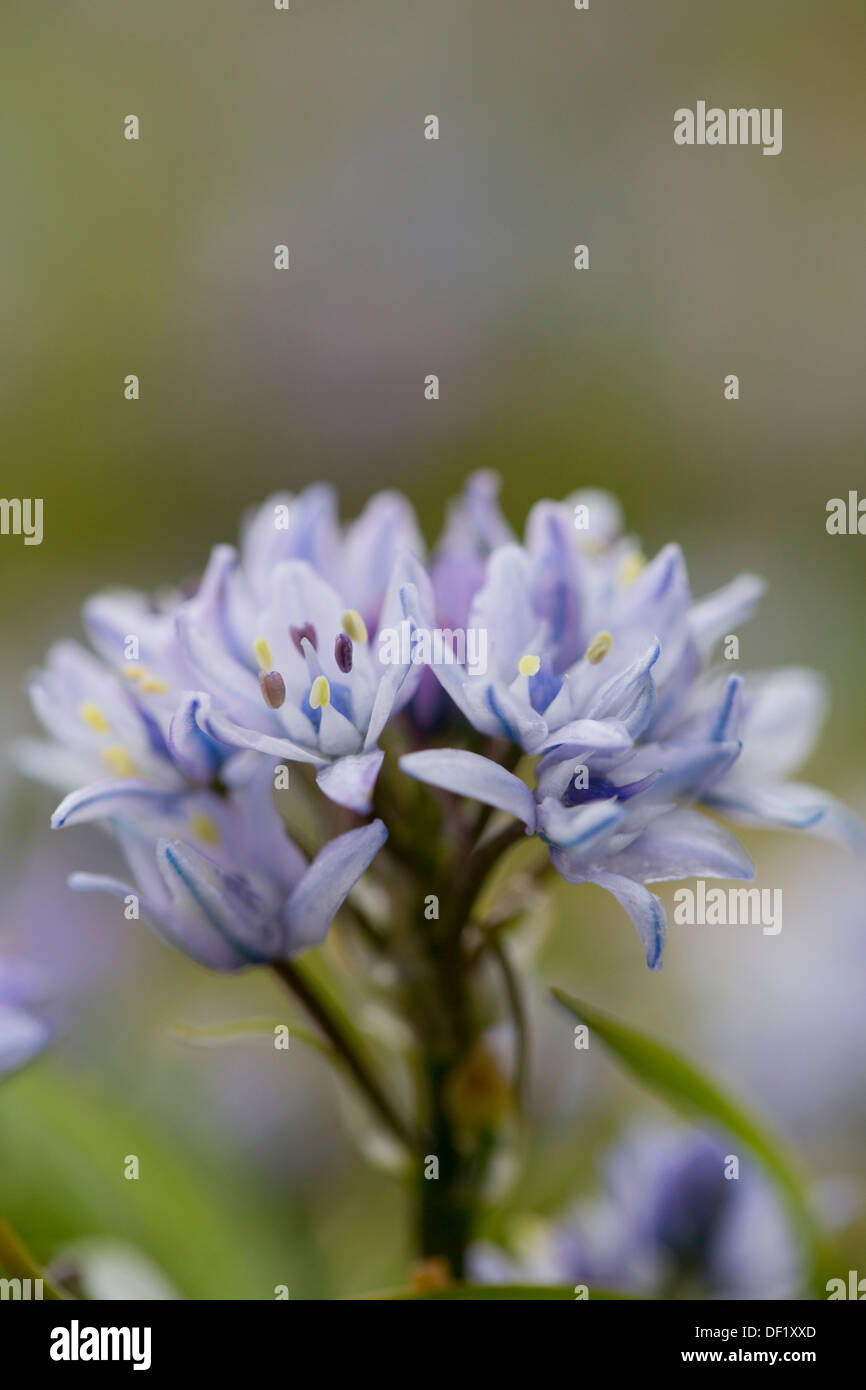 Spring Squill Scilla verna ; ; ; fleurs ; Cornwall UK Banque D'Images