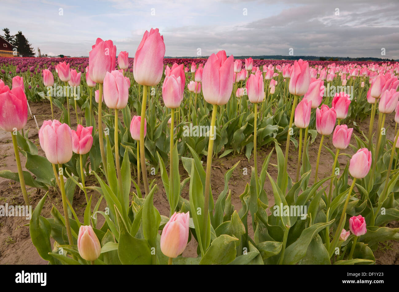 WASHINGTON - champ de tulipes cultivées commercialement dans la rivière Skagit Valley près de Mount Vernon. Banque D'Images