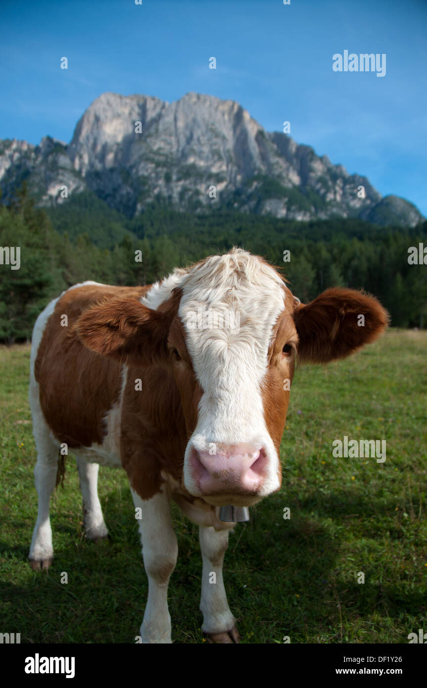 Un jeune Fleckvieh vache laitière dans les Alpes Banque D'Images