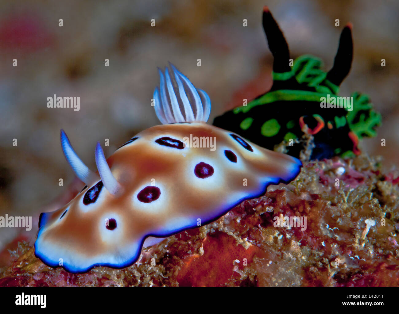 Deux de remorquer : Risbecia tyroni au premier plan et Nembrotha kubaryana en arrière-plan. Raja Ampat, en Indonésie. Banque D'Images