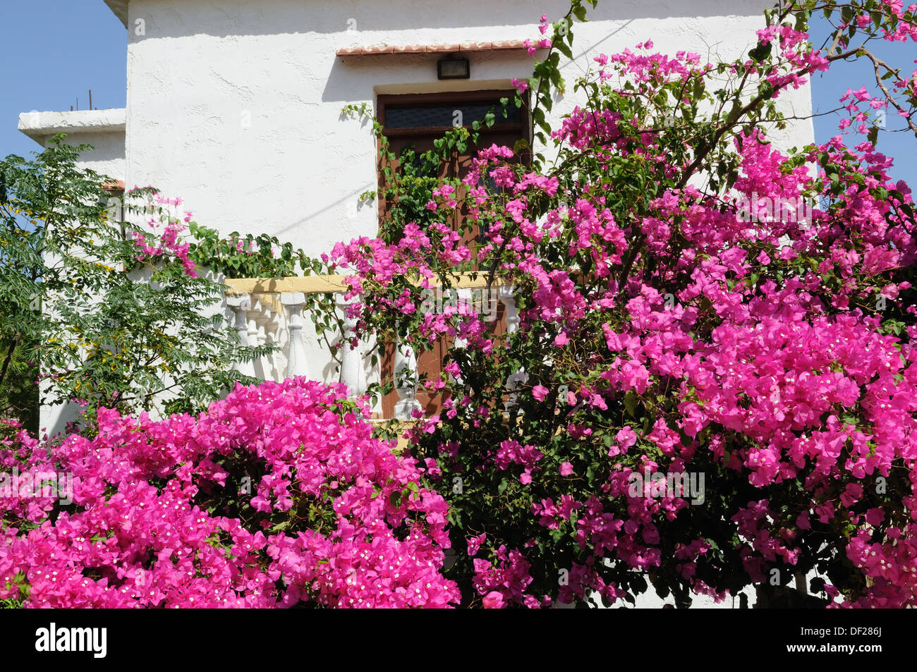 Terrasse patio recouvert de bougainvillées rose vif Halki Chalki Le Dodécanèse Grèce Banque D'Images
