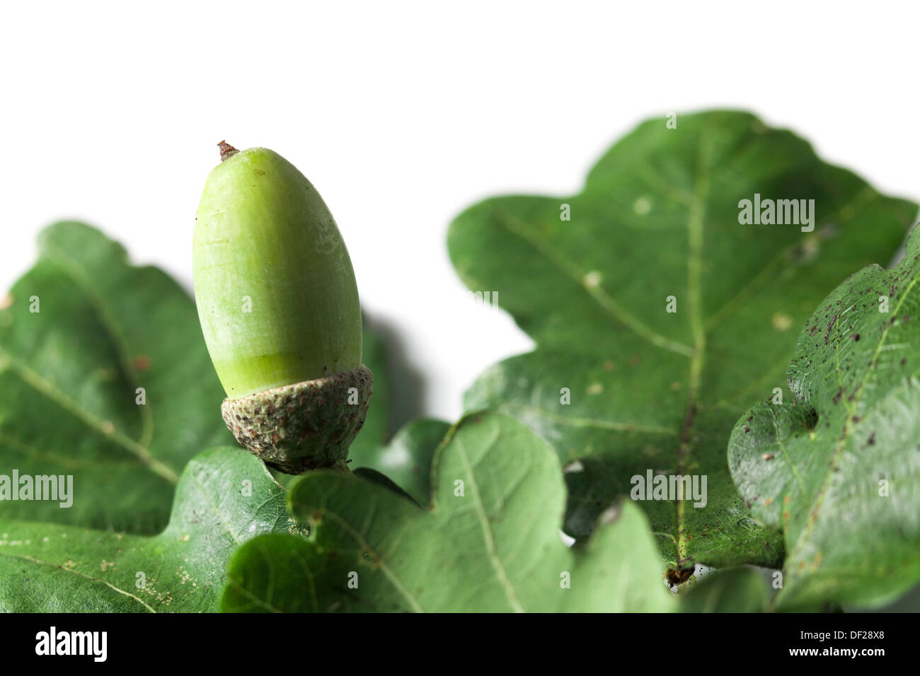 Green Acorn dans tasse de feuilles de chêne Banque D'Images