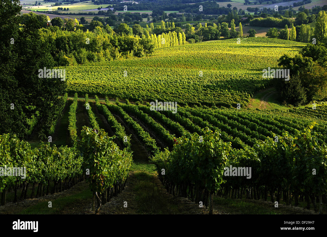 France, Midi Pyrénées, Gers, vin les champs à proximité de Château de  Sabazan, dans l'AOC Saint Mont Photo Stock - Alamy