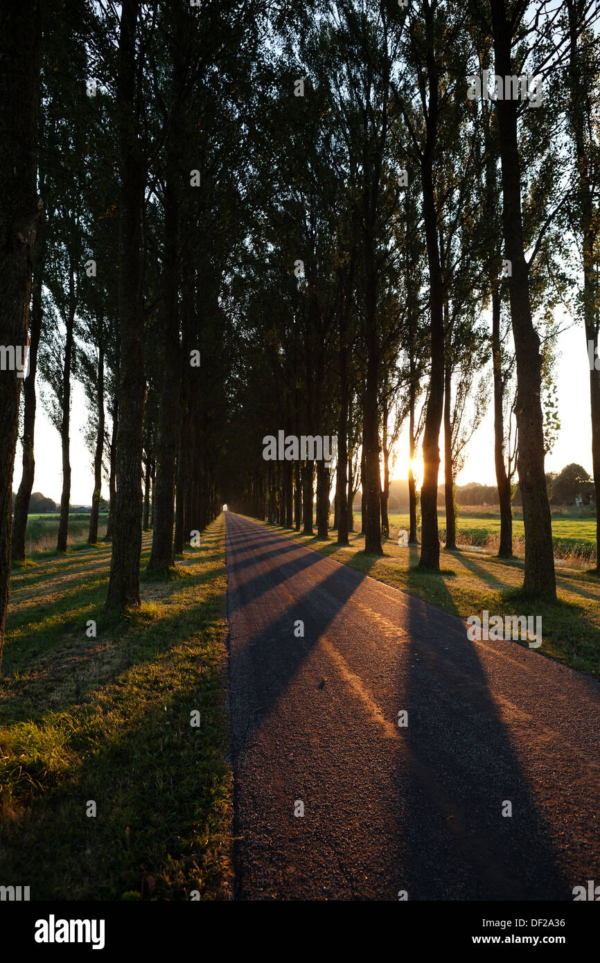 Ombre et lumière sur la route à vélo, Pays-Bas Banque D'Images