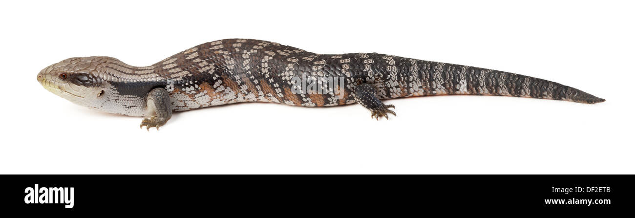 Blue tongue lizard panorama dans le profil Banque D'Images