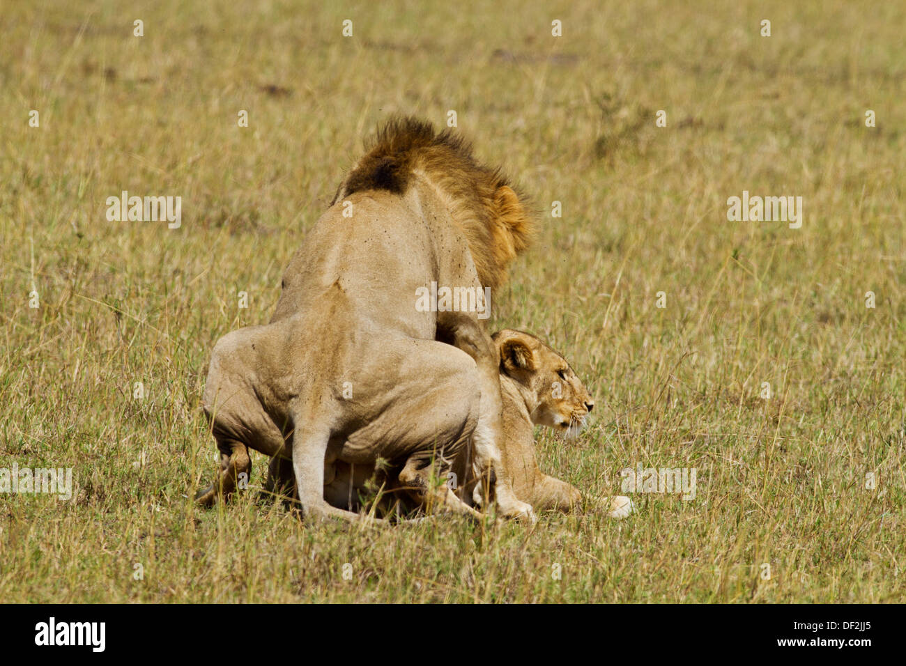 Les Lions d'Afrique de l'accouplement. Banque D'Images