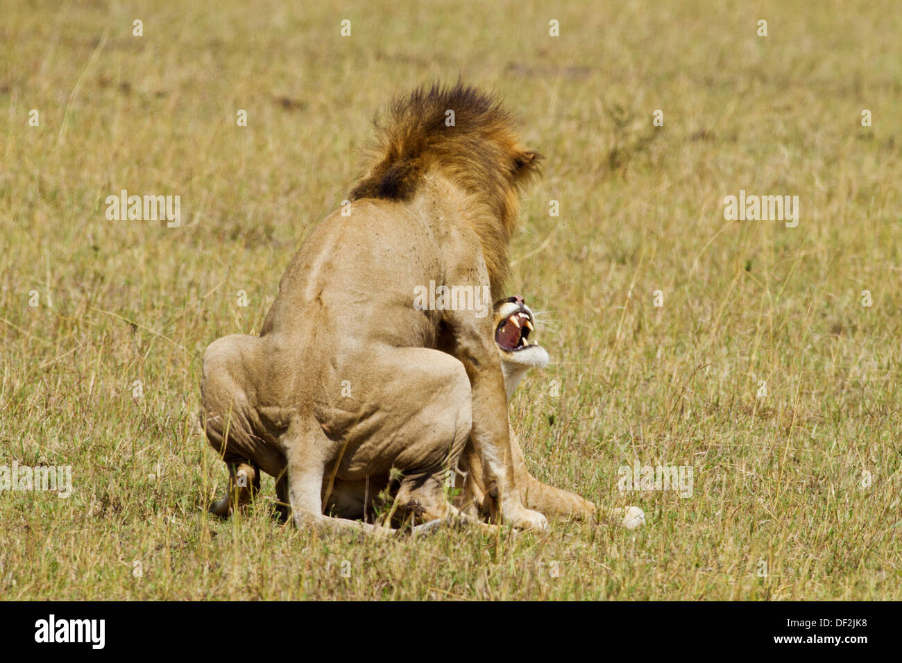 Les Lions d'Afrique de l'accouplement. Banque D'Images