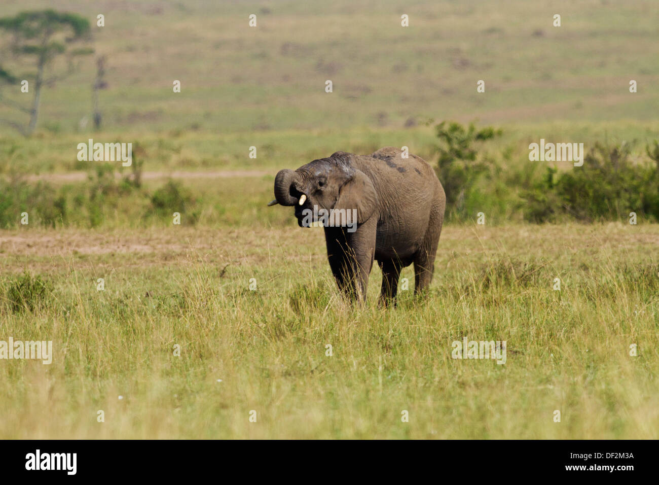 L'éléphant d'Afrique de l'eau potable. Banque D'Images