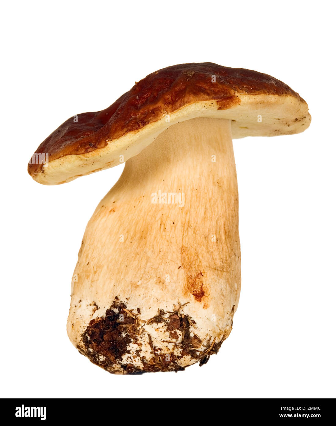 Big mushroom cèpes sur blanc fond isolé Banque D'Images