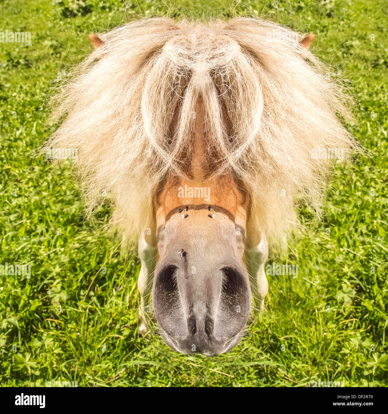 Poney Drole Banque D Image Et Photos Alamy Poney Drole Banque D Image Et Photos Alamy