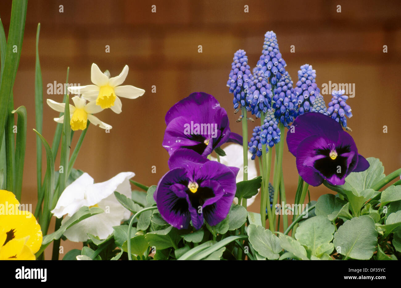 Fleurs pensées Banque de photographies et d'images à haute résolution -  Alamy