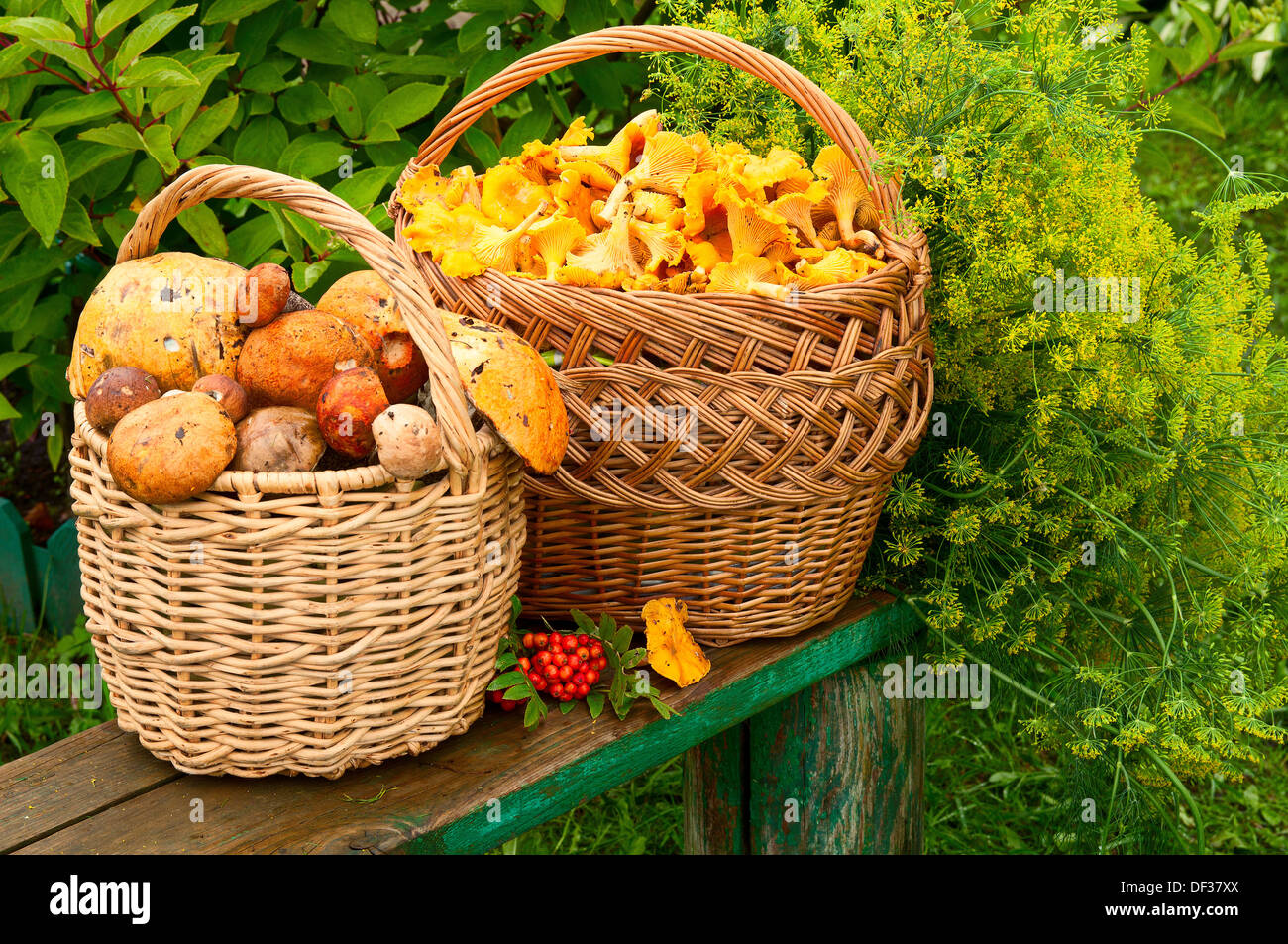 Deux paniers aux girolles et boletus edulis sur le banc Banque D'Images