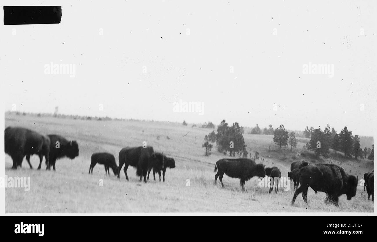 Cette photographie capture un grand troupeau de buffles qui paissent sur l’aire de répartition, symbolisant les populations autrefois vastes de bisons qui parcouraient l’Amérique du Nord avant leur quasi extinction. Banque D'Images Cette photographie capture un grand troupeau de buffles qui paissent sur l’aire de répartition, symbolisant les populations autrefois vastes de bisons qui parcouraient l’Amérique du Nord avant leur quasi extinction. Banque D'Images