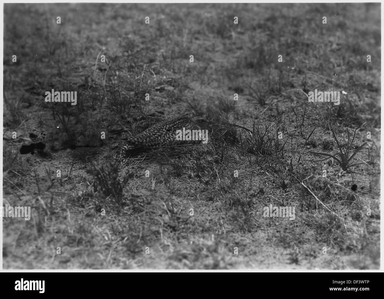 Et courlis nichent avec quatre œufs. Valentine NWR, Nebraska 283854 Banque D'Images