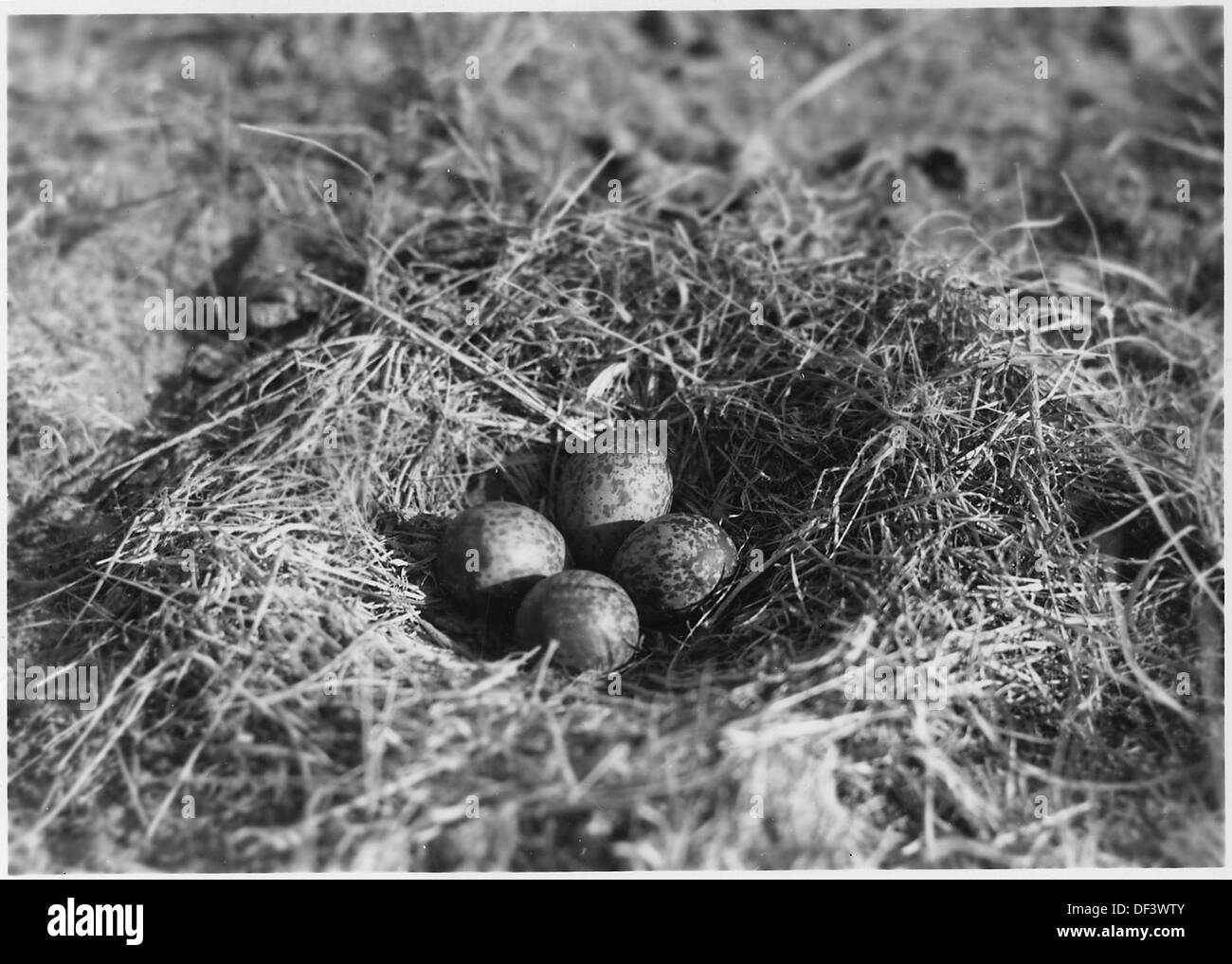 Un courlis est photographié assis sur son nid contenant quatre œufs au Valentine National Wildlife refuge dans le Nebraska, capturant un moment dans le comportement de nidification des oiseaux. Banque D'Images