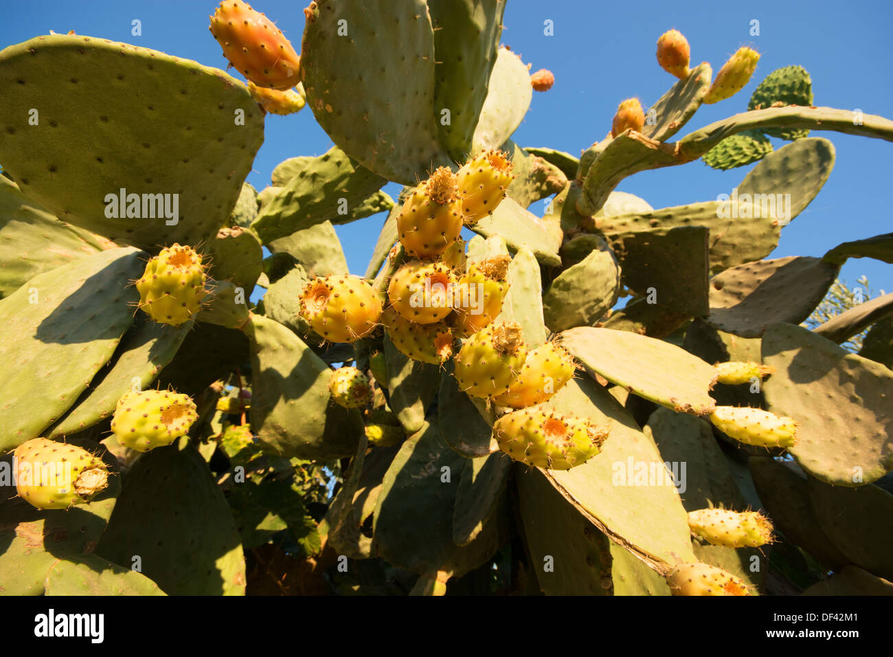 Un figuier de Barbarie Cactus (Opuntia humifusa). Banque D'Images