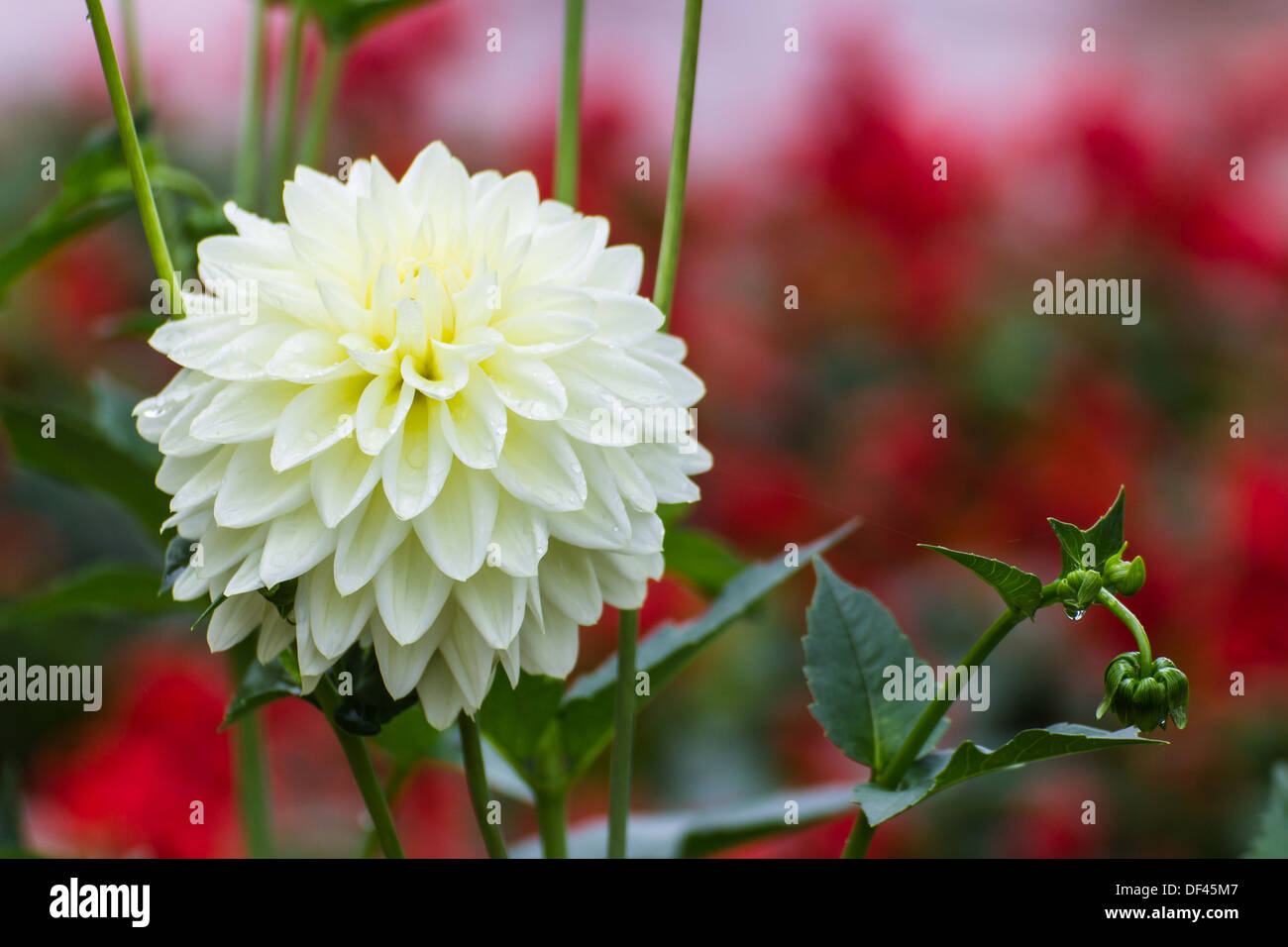 Fleur de chrysanthème blanc Banque D'Images
